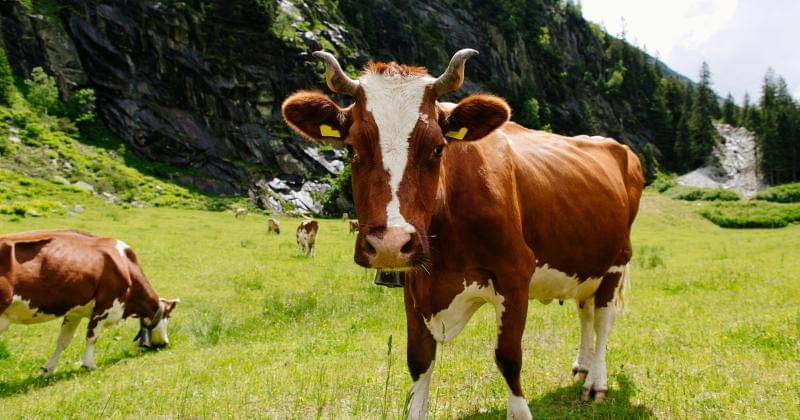 Freepik/freepic.diller